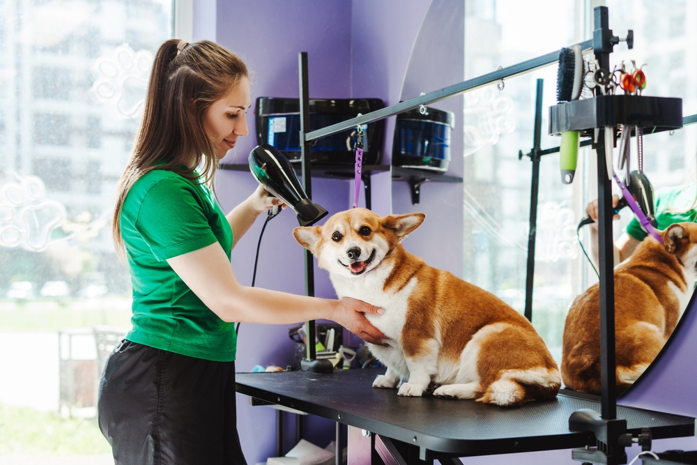 animal,groomer,woman,drying,fur,of,little,corgi,dog,at